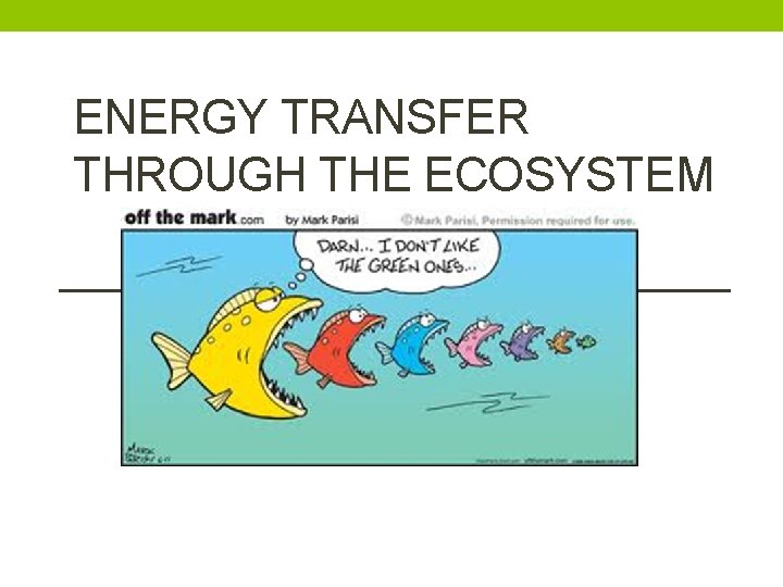 ENERGY TRANSFER THROUGH THE ECOSYSTEM 