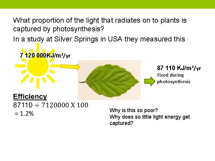What proportion of the light that radiates on to plants is captured by photosynthesis?