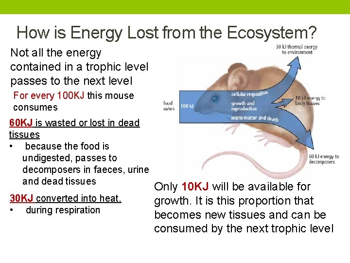 How is Energy Lost from the Ecosystem? Not all the energy contained in a