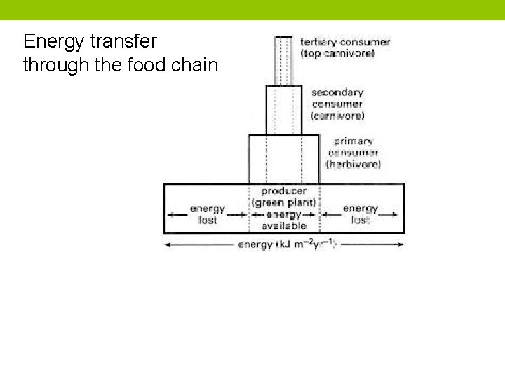 Energy transfer through the food chain 