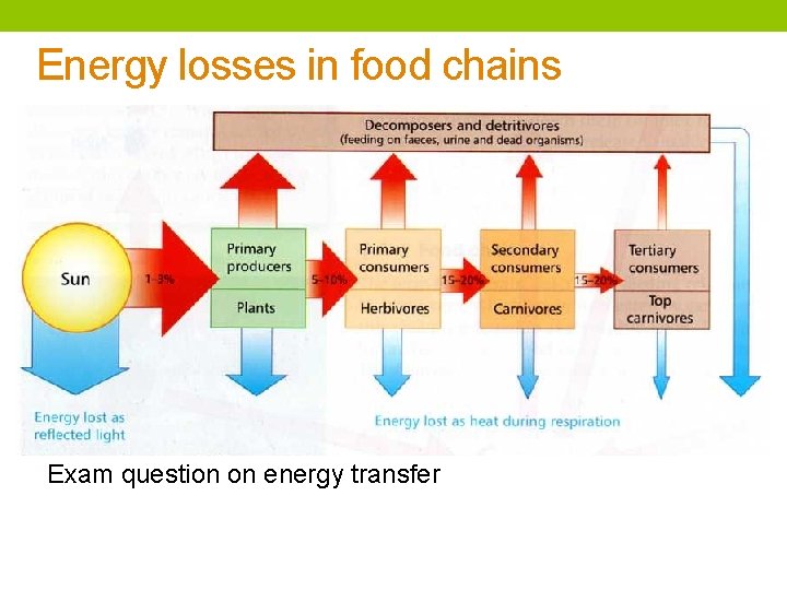 Energy losses in food chains Exam question on energy transfer 