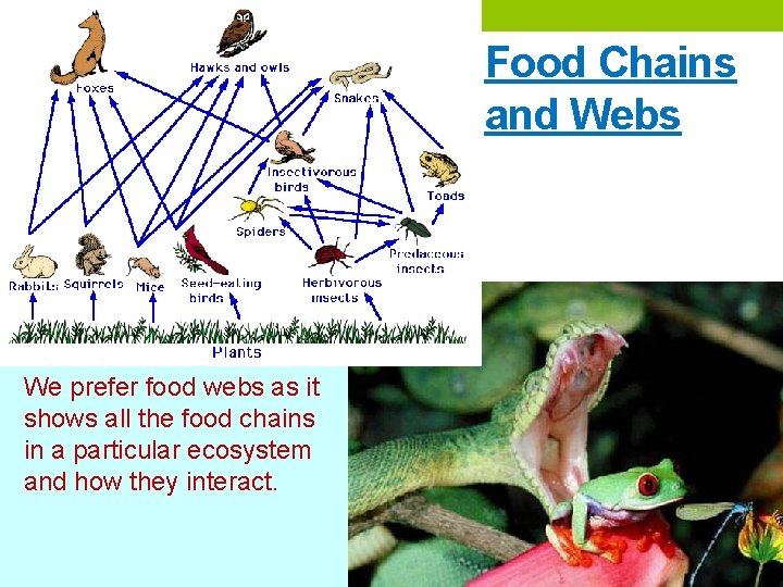 Food Chains and Webs We prefer food webs as it shows all the food