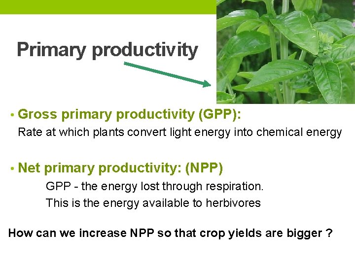 Primary productivity • Gross primary productivity (GPP): Rate at which plants convert light energy
