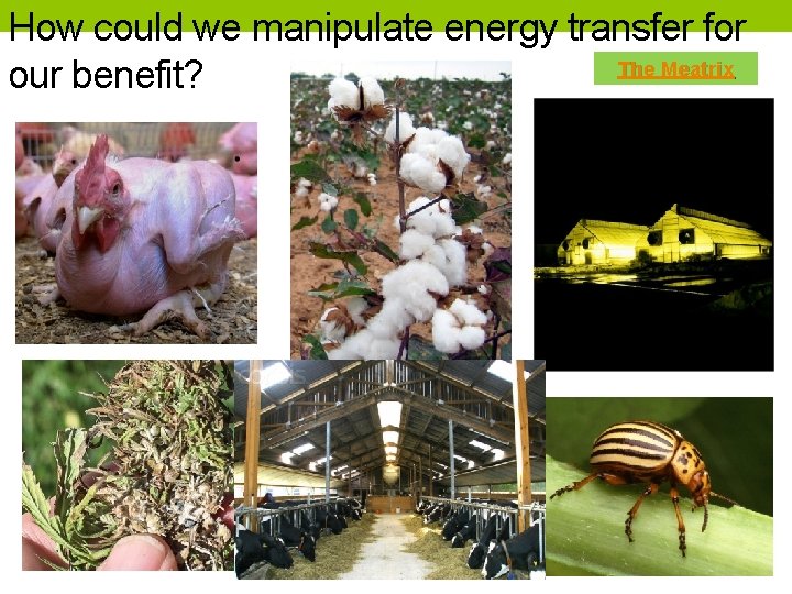 How could we manipulate energy transfer for The Meatrix our benefit? 