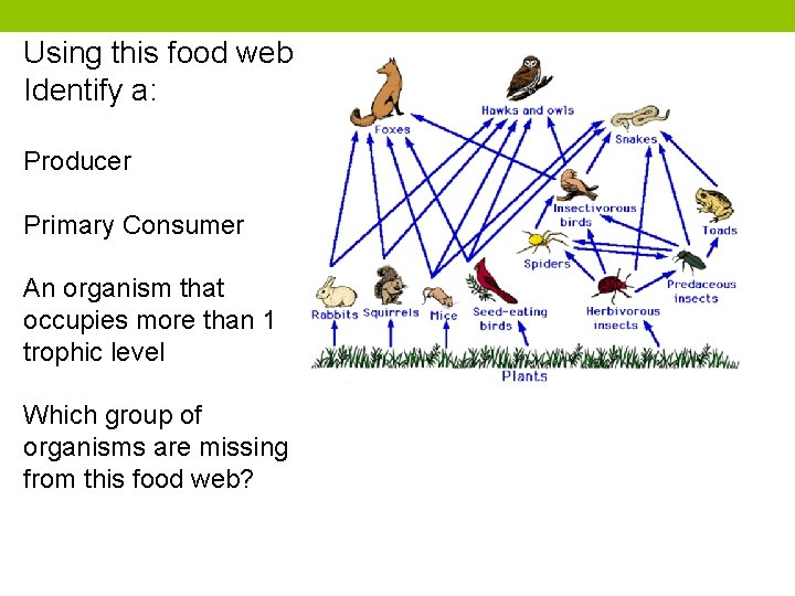 Using this food web Identify a: Producer Primary Consumer An organism that occupies more