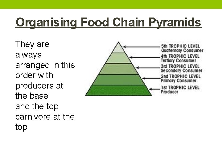 Organising Food Chain Pyramids They are always arranged in this order with producers at