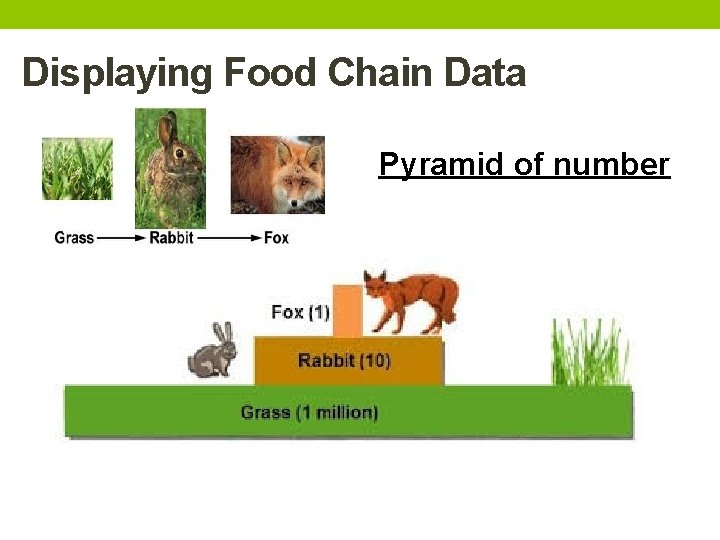 Displaying Food Chain Data Pyramid of number 