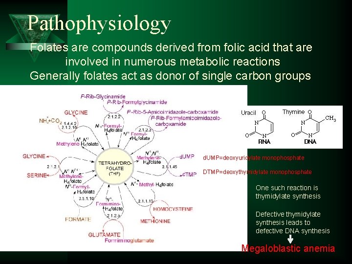 Pathophysiology Folates are compounds derived from folic acid that are involved in numerous metabolic