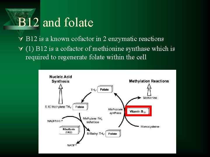 B 12 and folate Ú B 12 is a known cofactor in 2 enzymatic