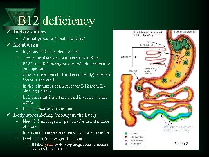 B 12 deficiency Ú Dietary sources – Animal products (meat and dairy) Ú Metabolism