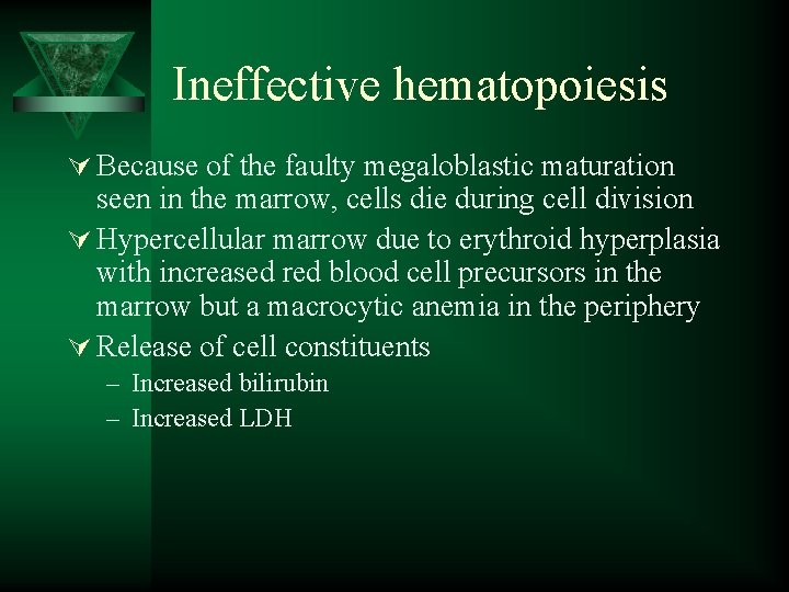 Ineffective hematopoiesis Ú Because of the faulty megaloblastic maturation seen in the marrow, cells