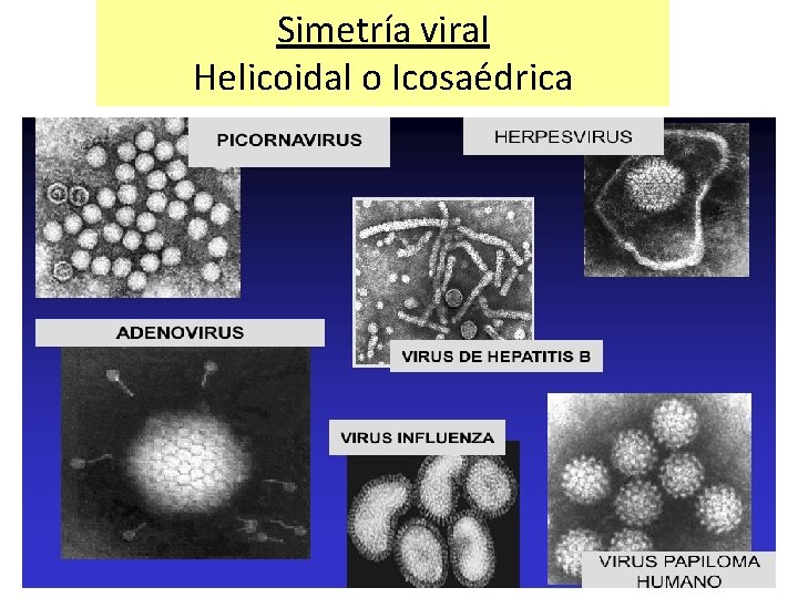 Simetría viral Helicoidal o Icosaédrica 