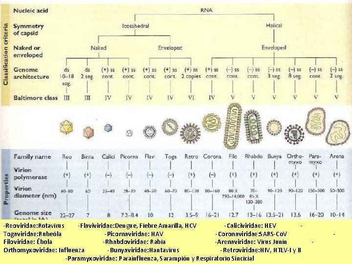 -Reoviridae: Rotavirus -Flaviviridae: Dengue, Fiebre Amarilla, HCV -Caliciviridae: HEV Togaviridae: Rubeóla -Picornaviridae: HAV -Coronaviridae: