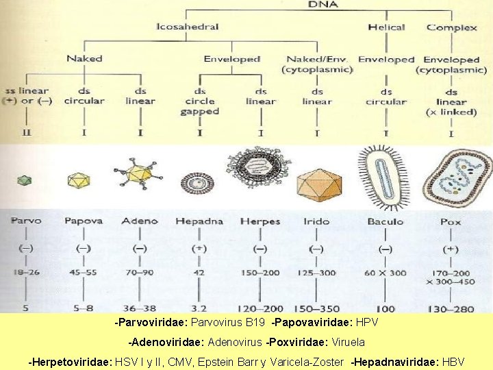 -Parvoviridae: Parvovirus B 19 -Papovaviridae: HPV -Adenoviridae: Adenovirus -Poxviridae: Viruela -Herpetoviridae: HSV I y