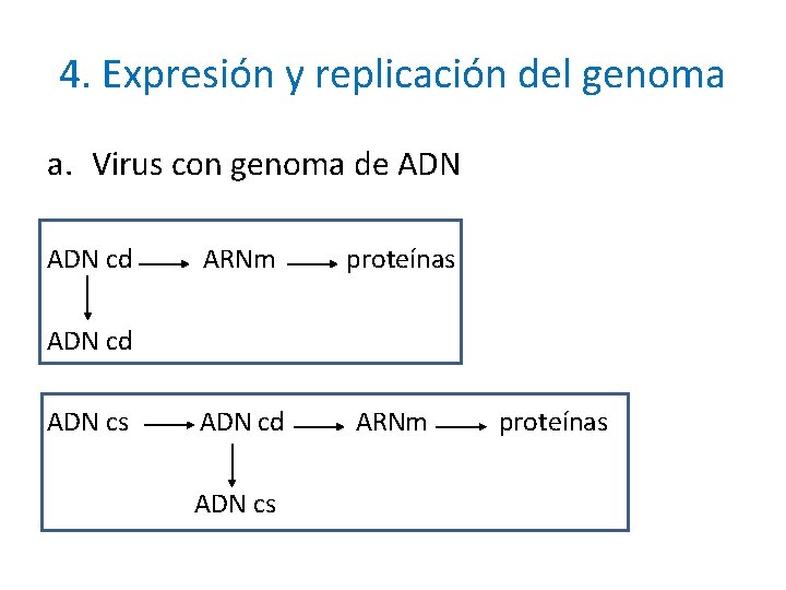 4. Expresión y replicación del genoma a. Virus con genoma de ADN cd ARNm