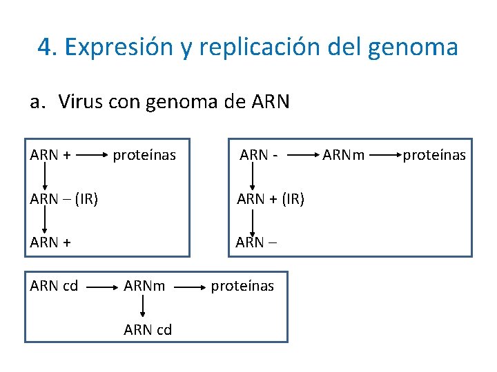 4. Expresión y replicación del genoma a. Virus con genoma de ARN + proteínas