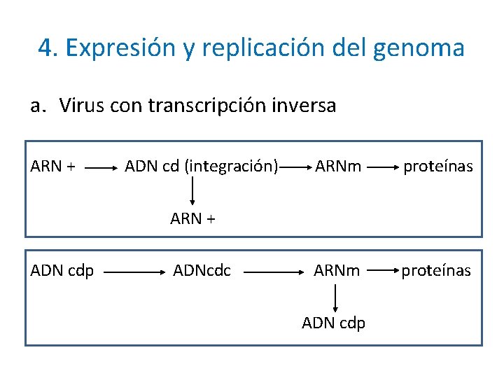 4. Expresión y replicación del genoma a. Virus con transcripción inversa ARN + ADN