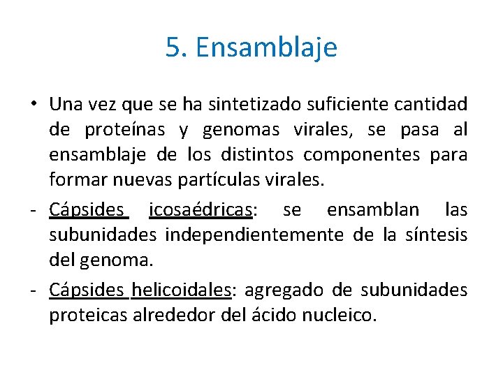 5. Ensamblaje • Una vez que se ha sintetizado suficiente cantidad de proteínas y