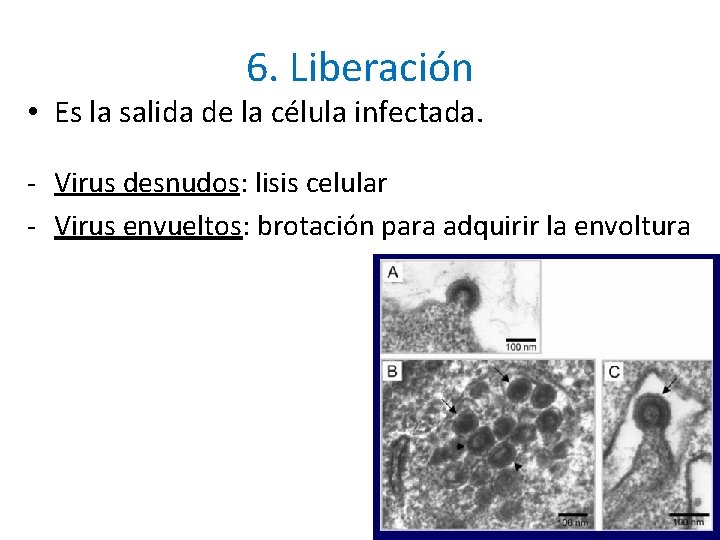 6. Liberación • Es la salida de la célula infectada. - Virus desnudos: lisis