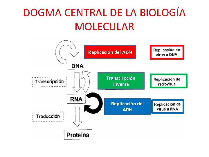 DOGMA CENTRAL DE LA BIOLOGÍA MOLECULAR Replicación del ADN Transcripción inversa Replicación del ARN