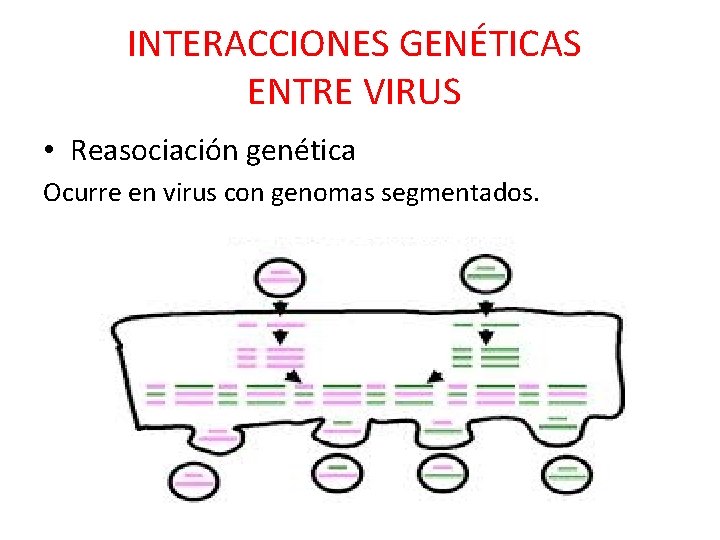 INTERACCIONES GENÉTICAS ENTRE VIRUS • Reasociación genética Ocurre en virus con genomas segmentados. 