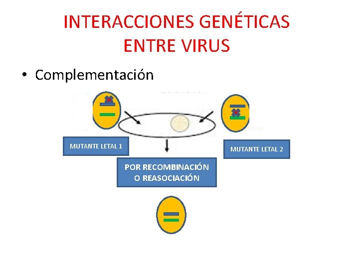 INTERACCIONES GENÉTICAS ENTRE VIRUS • Complementación MUTANTE LETAL 1 MUTANTE LETAL 2 POR RECOMBINACIÓN