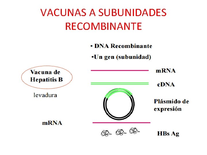 VACUNAS A SUBUNIDADES RECOMBINANTE 