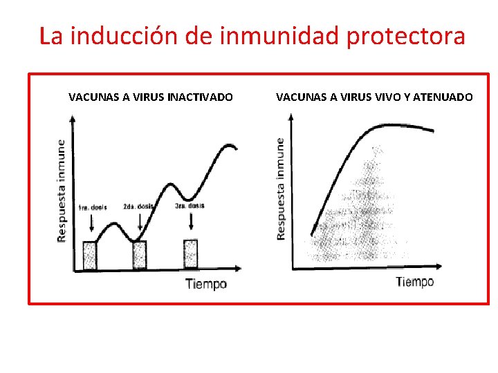 La inducción de inmunidad protectora VACUNAS A VIRUS INACTIVADO VACUNAS A VIRUS VIVO Y