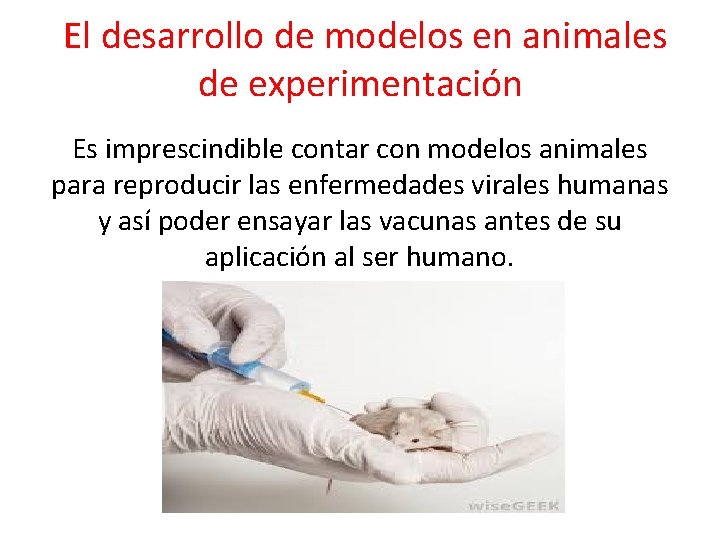 El desarrollo de modelos en animales de experimentación Es imprescindible contar con modelos animales