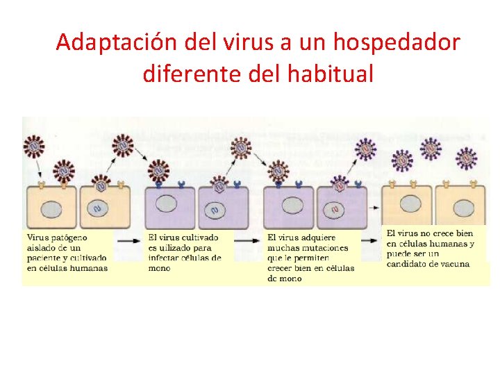 Adaptación del virus a un hospedador diferente del habitual 