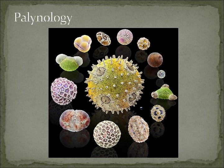 Palynology 