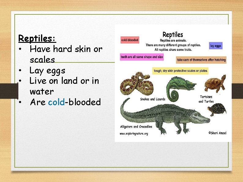 Reptiles: • Have hard skin or scales • Lay eggs • Live on land