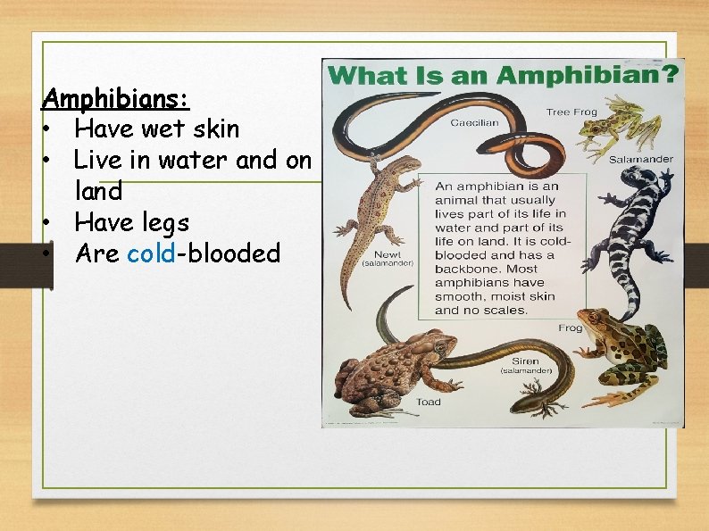 Amphibians: • Have wet skin • Live in water and on land • Have