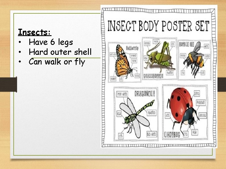 Insects: • Have 6 legs • Hard outer shell • Can walk or fly