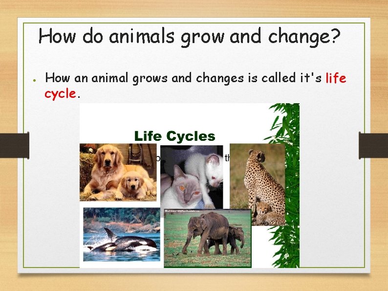 How do animals grow and change? ● How an animal grows and changes is