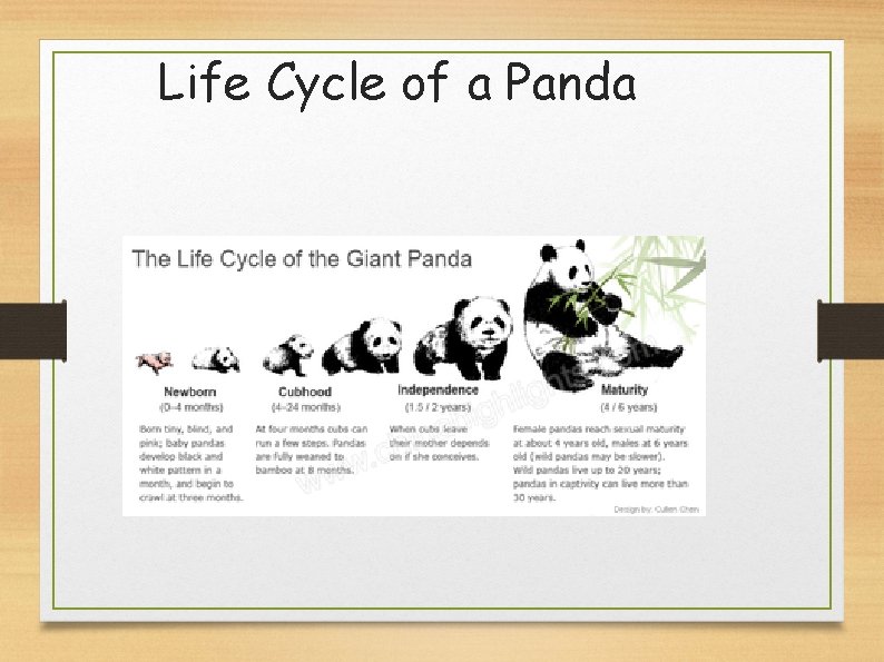 Life Cycle of a Panda 