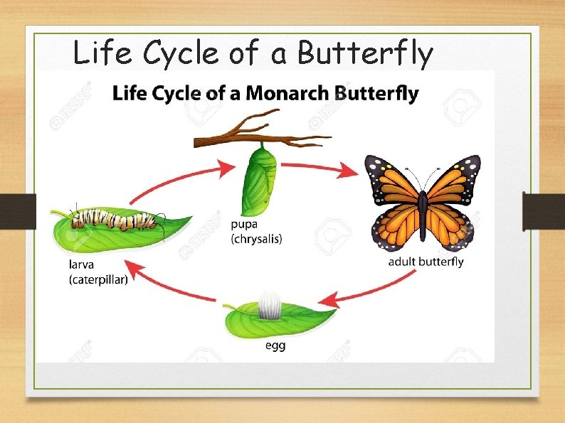 Life Cycle of a Butterfly 