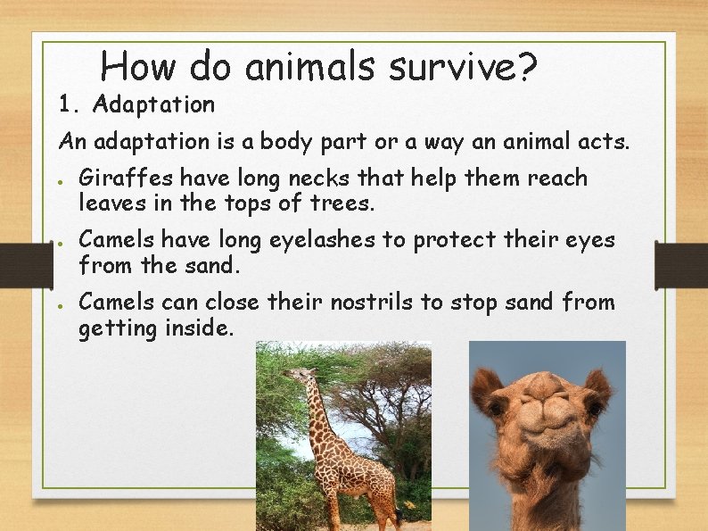 How do animals survive? 1. Adaptation An adaptation is a body part or a