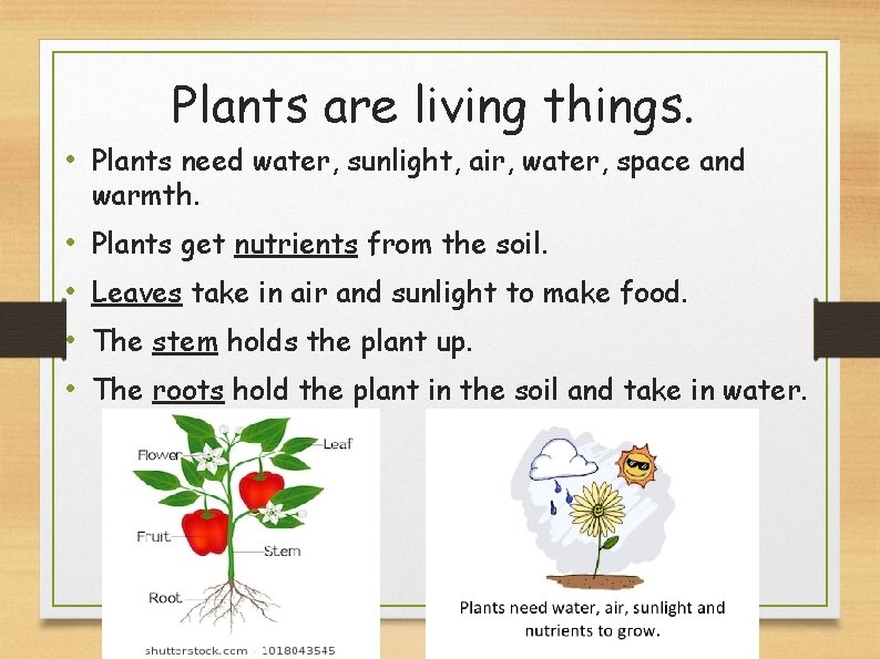 Plants are living things. • Plants need water, sunlight, air, water, space and warmth.