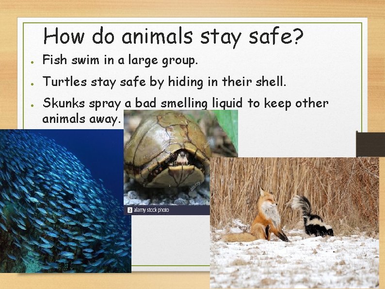 How do animals stay safe? ● Fish swim in a large group. ● Turtles