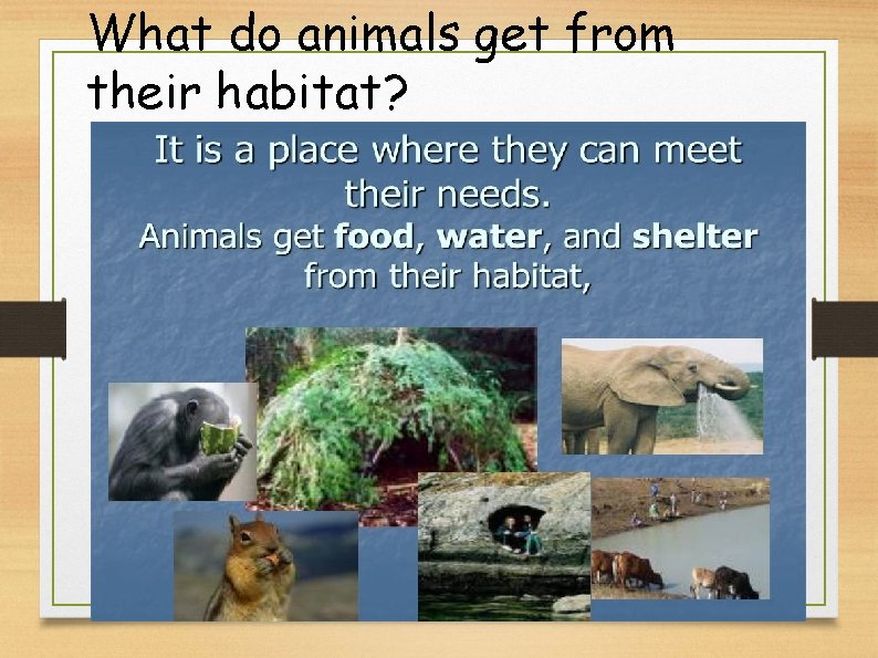 What do animals get from their habitat? 