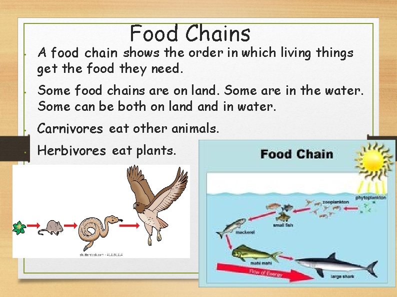 Food Chains • • A food chain shows the order in which living things