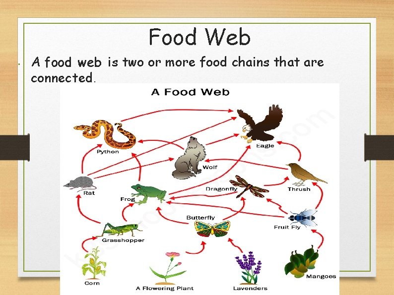 Food Web • A food web is two or more food chains that are