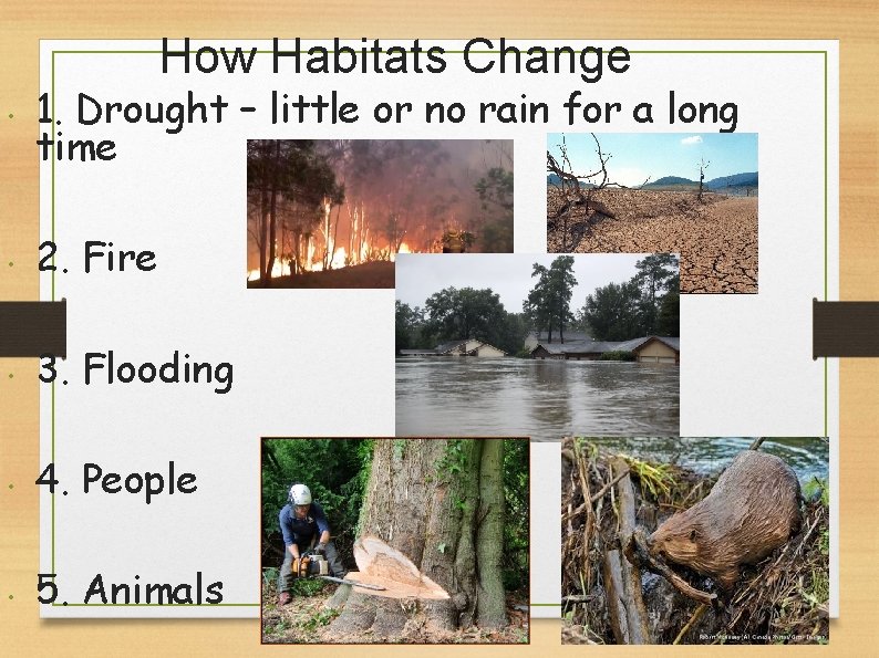 How Habitats Change • 1. Drought – little or no rain for a long