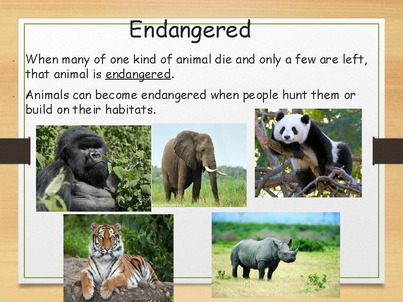Endangered • • When many of one kind of animal die and only a