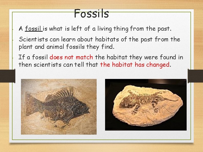 Fossils • • • A fossil is what is left of a living thing