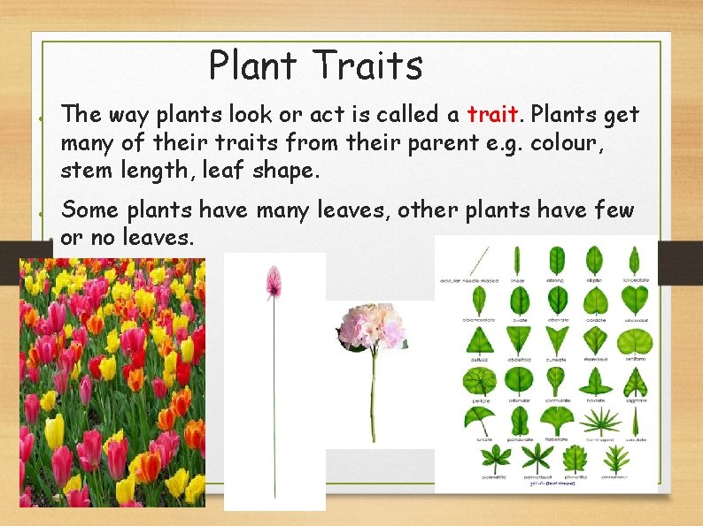 Plant Traits ● ● The way plants look or act is called a trait.
