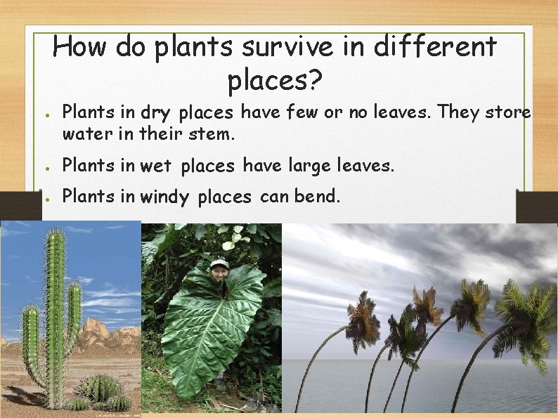 How do plants survive in different places? ● Plants in dry places have few