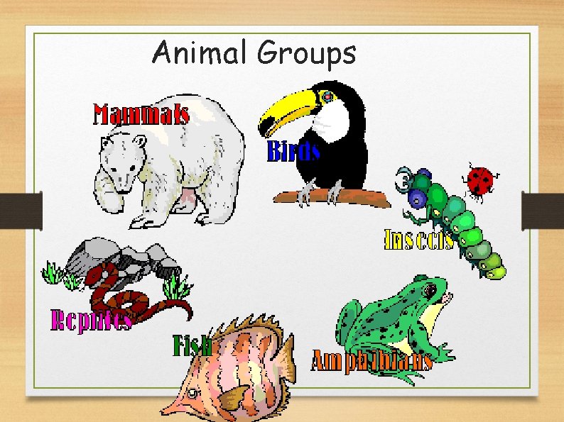 Animal Groups 