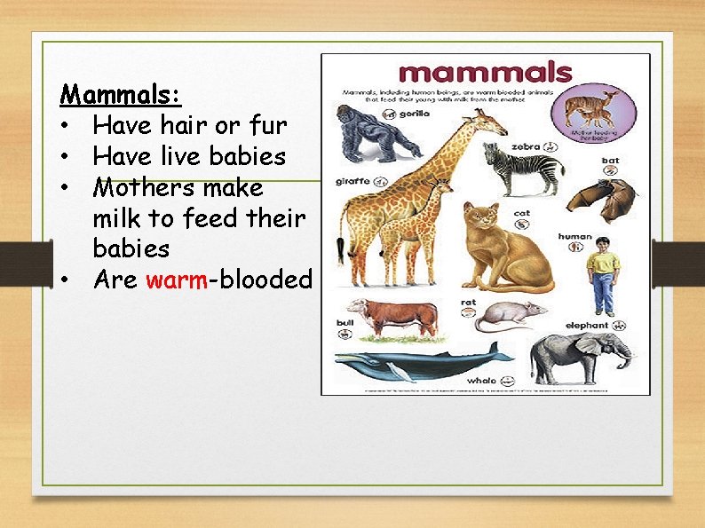 Mammals: • Have hair or fur • Have live babies • Mothers make milk